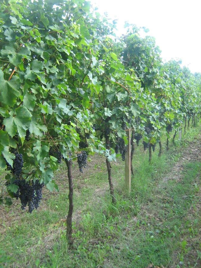 Borgo Di Corte - Alloggio Agrituristico Prestento Eksteriør billede